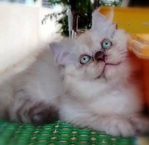 British longhair kitten