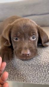 @brown color labrador 