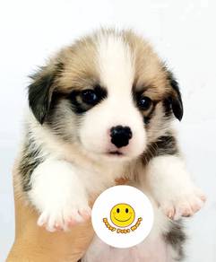 RXH555 Welsh Corgi puppies dogs