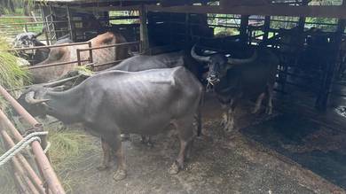 Kerbau betina untuk dijual
