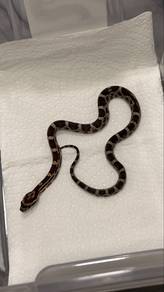 Corn Snake (Ular Jagung)