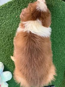 CKU Male Brown BorderCollie -Well Trained Provided