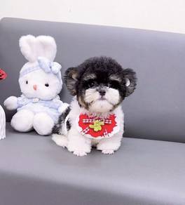 POODLE PUPPIES I161🌻 Tiny-Tea cup Import