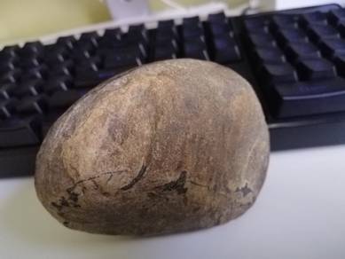 Rare Stone Guinea Pig Panda