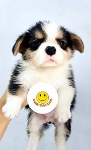 q1000 Corgi tri color puppy