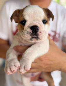 ENGLISH BULLDOG PUPPIES A39 🐻Chubby~ Wrinkles