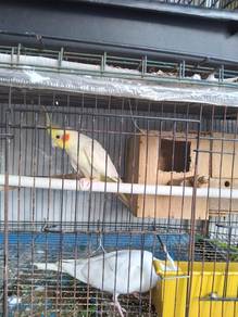 Cockatiels  (1Pair) M - Latino / F -Albino Red Eye