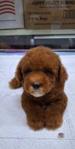 Poodle Puppy 