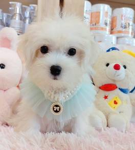 Maltese