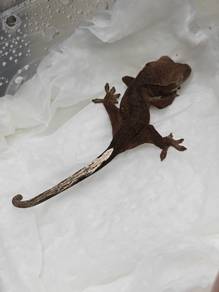 Crested Gecko 