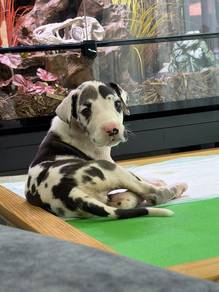 Pure Great Dane