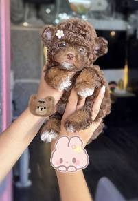 POODLE PUPPIES I174🌻 Tiny-Tea cup Import