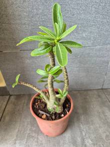 Adenium Without Pot