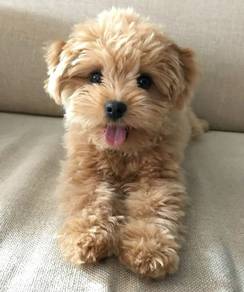 A5120 Yippy Poodle Little Cute Bear Face Puppy Pup