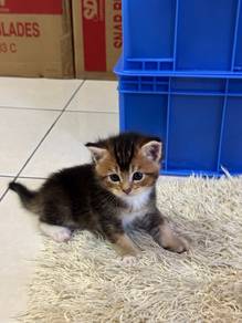 Golden Black BSH
