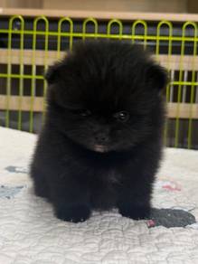 Black Tiny Pomeranian