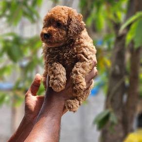 poodle@
