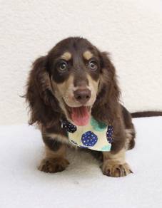 MINIATURE DACHSHUND Puppies VIP57🐻 Male