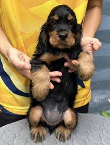 ENGLISH COCKER SPANIEL PUPPIES C144🌻 Male-Female