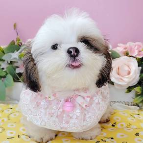 Shih Tzu