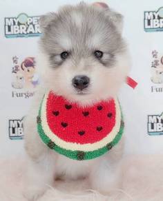 Wooly Husky