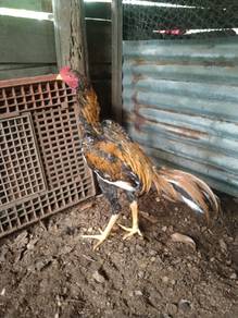 Ayam ratu nokdang 