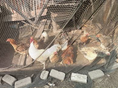 ayam 