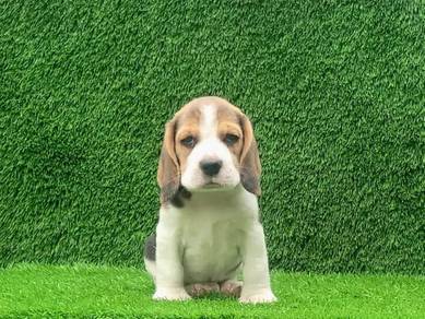 beagle 