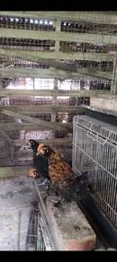 Ayam katik murah 