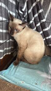 Siamese Male Cat 7-Month-Old