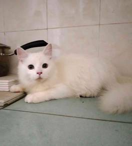 cat for rehome 