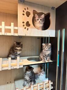 kucing BSH 