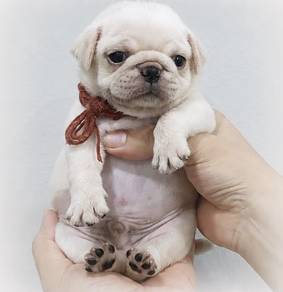PUG PUPPIES 638 🌻 New Born Male White