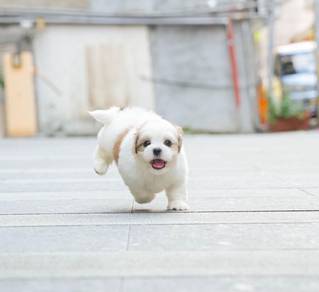Shih Tzu