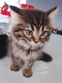 Kitten For sell