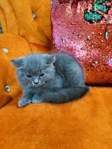 british short hair kitten