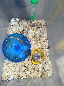 Canpbell Hamster 