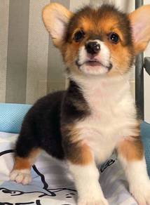 CORGI PUPPIES C99 Available Male & Female