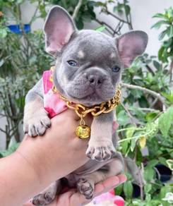 FRENCH BULLDOG PUPPIES🌻A197 Lilac Tan Male/Female