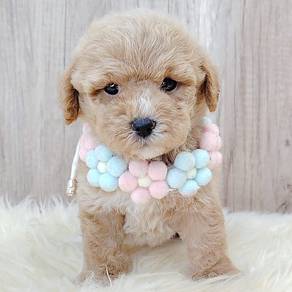Poodle