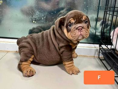 English Bulldog Puppy Female - 021