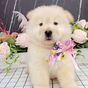 Chow Chow