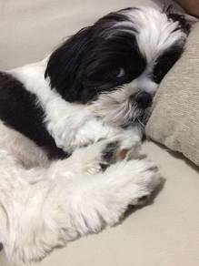 Puppy Dog Puppy Dog Puppy Dog