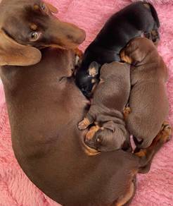 Miniature Dachshund