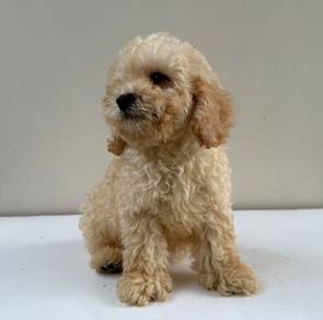 Toy poodle