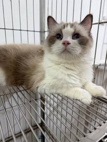 Ragdoll