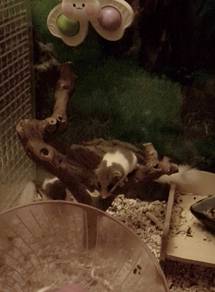 Dormouse