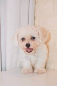 J0442 Poochon Cotton Ball Round Face Puppy