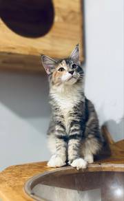 Mainecoon certificate