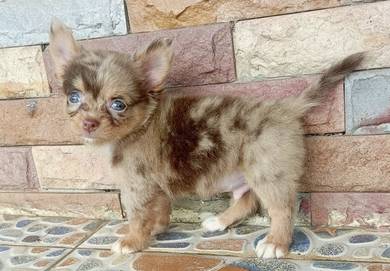 CHIHUAHUA PUPPIES 306 🌷Head Apple Cute Dog